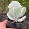 [PACK of 10 PLANTS] x Cotyledon undulata f. variegata
