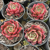 [PACK of 10 PLANTS] x Echeveria secunda x puebla