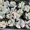 [PACK of 10 PLANTS] x Cotyledon undulata f. variegata