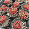 [PACK of 10 PLANTS] x Echeveria secunda x puebla