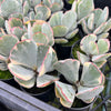 [PACK of 10 PLANTS] x Cotyledon undulata f. variegata