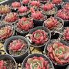 [PACK of 10 PLANTS] x Echeveria secunda x puebla