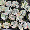 [PACK of 10 PLANTS] x Cotyledon undulata f. variegata