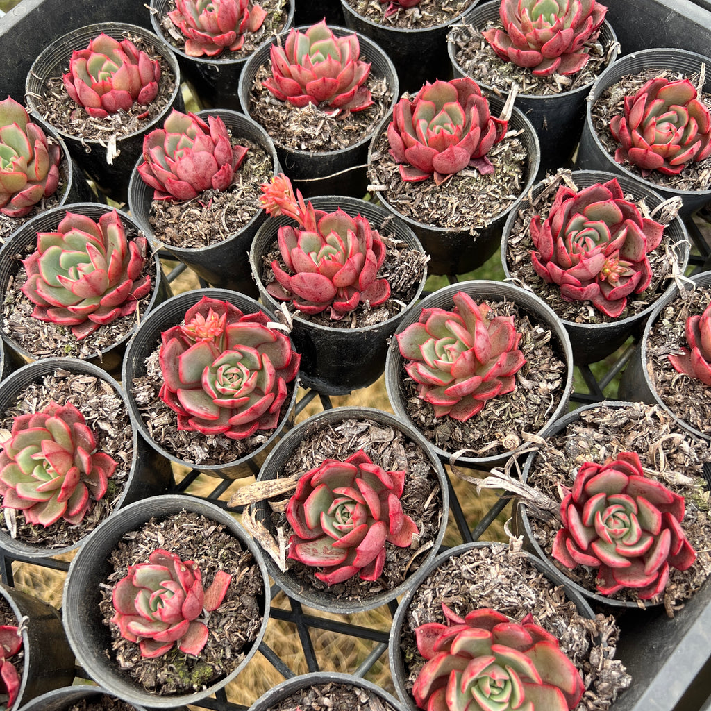 [PACK of 10 PLANTS] x Echeveria secunda x puebla