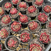 [PACK of 10 PLANTS] x Echeveria secunda x puebla