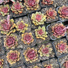 [PACK of 10 PLANTS] x Echeveria Mina