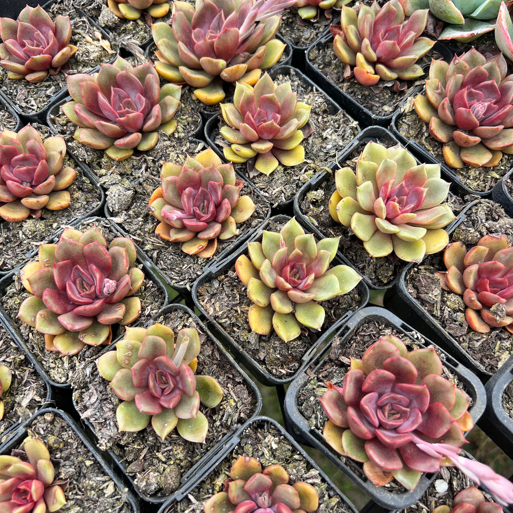 [PACK of 10 PLANTS] x Echeveria Mina