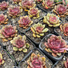 [PACK of 10 PLANTS] x Echeveria Mina