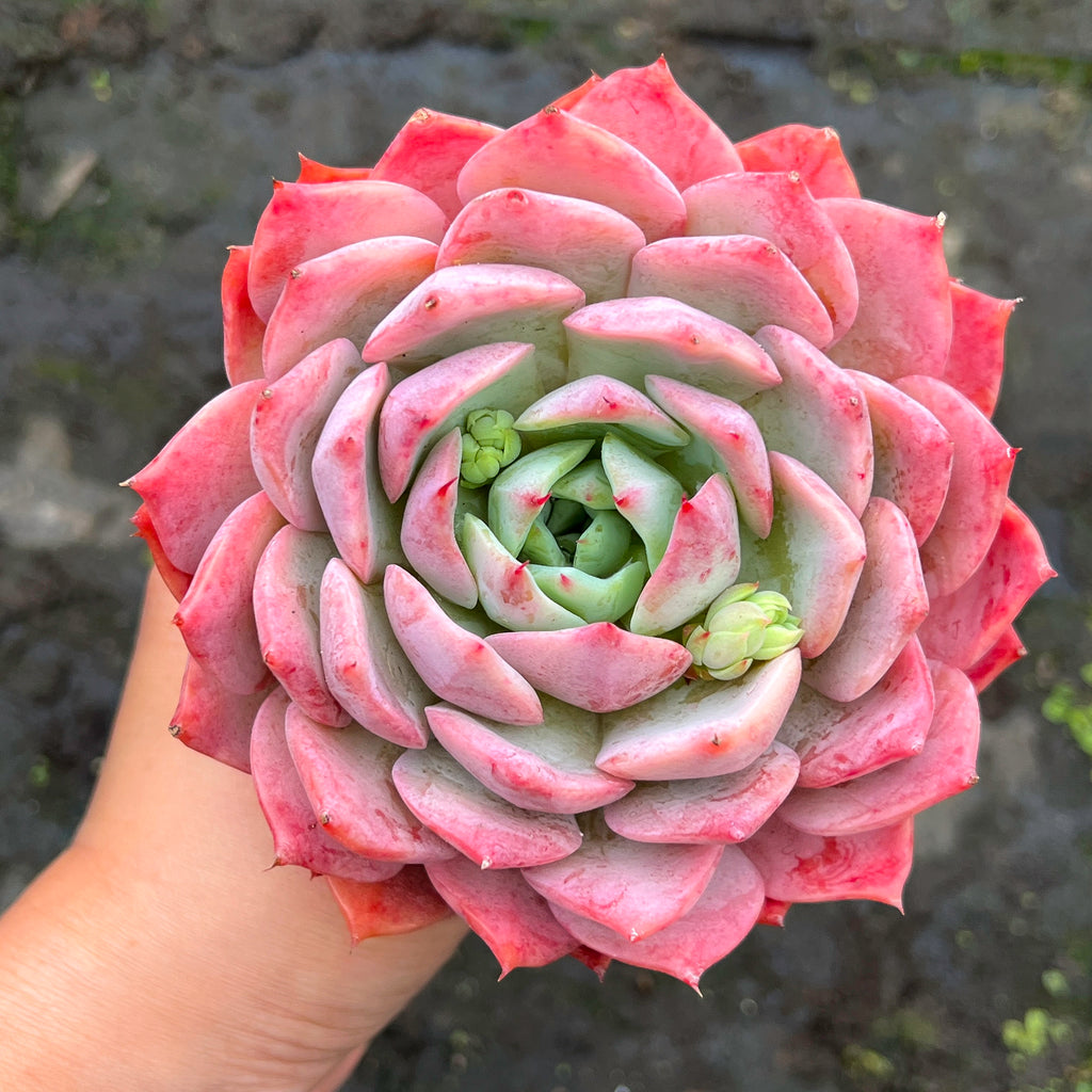 echeveria tippy pink succulent Echeveria 'Elation' ( aka. Ech. Tippy) – LET LOVE GROW (Succulent & Cactus)