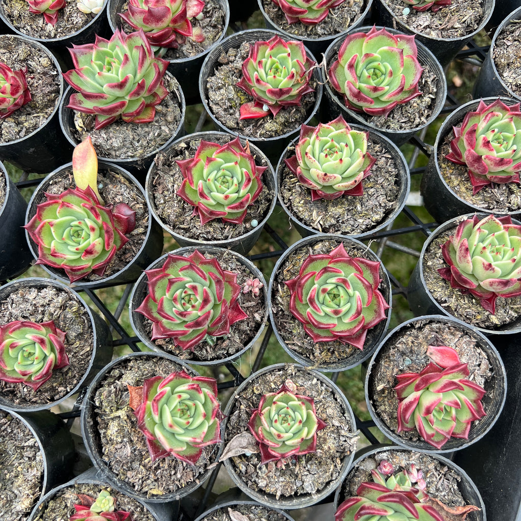 [PACK of 10 PLANTS] x Echeveria 'Sara-Bonnie' (XS)