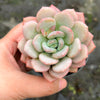[PACK of 10 PLANTS] x Echeveria Ice Cream