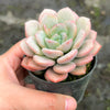 [PACK of 10 PLANTS] x Echeveria Ice Cream