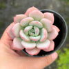 [PACK of 10 PLANTS] x Echeveria Ice Cream