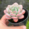 [PACK of 10 PLANTS] x Echeveria Ice Cream