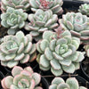 [PACK of 10 PLANTS] x Echeveria Ice Cream