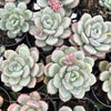 [PACK of 10 PLANTS] x Echeveria Ice Cream