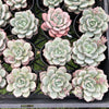 [PACK of 10 PLANTS] x Echeveria Ice Cream