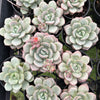 [PACK of 10 PLANTS] x Echeveria Ice Cream