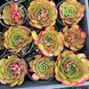 [PACK of 10 PLANTS] x Echeveria 'Yin Lisa'