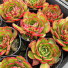 [PACK of 10 PLANTS] x Echeveria 'Yin Lisa'