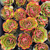 [PACK of 10 PLANTS] x Echeveria 'Yin Lisa'