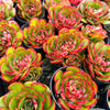 [PACK of 10 PLANTS] x Echeveria 'Yin Lisa'
