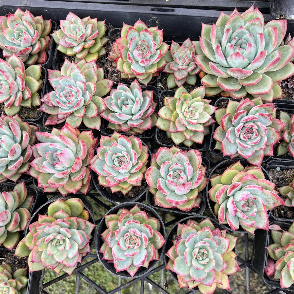 [PACK of 10 PLANTS] x Echeveria Ratam – LET LOVE GROW (Succulent & Cactus)