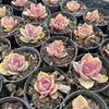 [PACK of 10 PLANTS] x Echeveria Rainbow West (XS)
