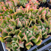 [PACK of 10 PLANTS] x Echeveria 'Dark Vader'