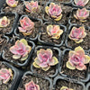 [PACK of 10 PLANTS] x Echeveria Rainbow West (XS)