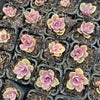[PACK of 10 PLANTS] x Echeveria Rainbow West (XS)