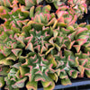 [PACK of 10 PLANTS] x Echeveria 'Dark Vader'