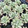 [PACK of 10 PLANTS] x Graptoveria 'Bridgette'