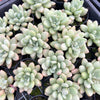 [PACK of 10 PLANTS] x Graptoveria 'Bridgette'
