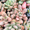 [PACK of 10 PLANTS] x Graptoveria 'Bridgette'