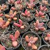 [PACK of 10 PLANTS] x xPachysedum 'Ganzhou' (SMALL)