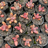 [PACK of 10 PLANTS] x xPachysedum 'Ganzhou' (SMALL)