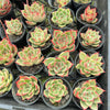 [PACK of 10 PLANTS] x Echeveria 'Lovely Q'
