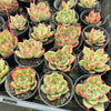 [PACK of 10 PLANTS] x Echeveria 'Lovely Q'