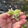 Aeonium arboreum 'Sunburst' f. cristata (1 x CUTTING)