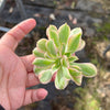 Aeonium arboreum 'Sunburst' f. cristata (1 x CUTTING)