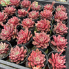[PACK of 10 PLANTS] x Echeveria 'Chocolate Lady'