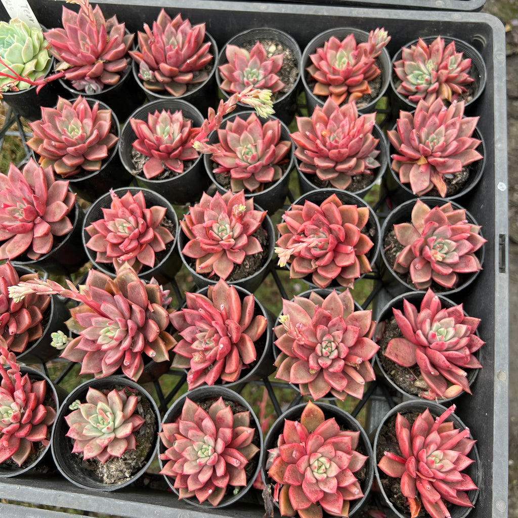 [PACK of 10 PLANTS] x Echeveria 'Chocolate Lady'