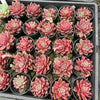 [PACK of 10 PLANTS] x Echeveria 'Chocolate Lady'