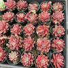 [PACK of 10 PLANTS] x Echeveria 'Chocolate Lady'