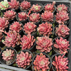 [PACK of 10 PLANTS] x Echeveria 'Chocolate Lady'