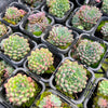 [PACK of 10 PLANTS] x Echeveria setosa var. Rundelli