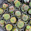 [PACK of 10 PLANTS] x Echeveria setosa var. Rundelli