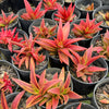 [PACK of 10 PLANTS] x Crassula Fusca (TOP CUT)