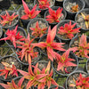 [PACK of 10 PLANTS] x Crassula Fusca (TOP CUT)